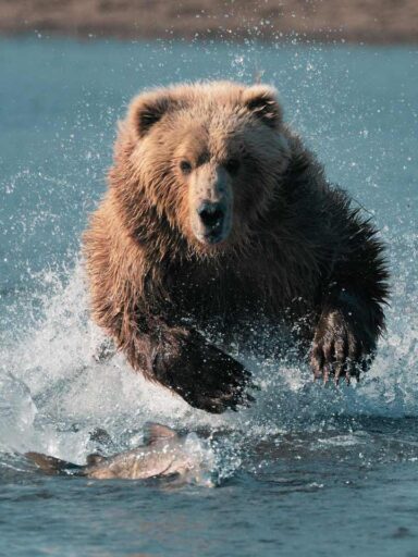 Brunbjörn i vatten