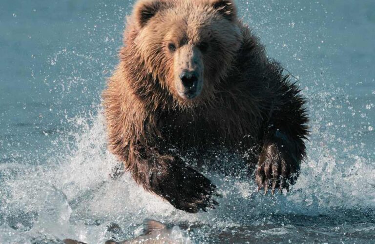 Brunbjörn i vatten